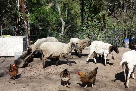 En el corral