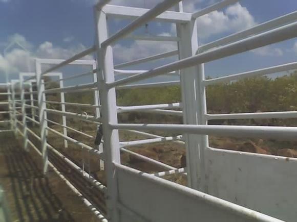 ENVARCADERO CON BASCULA, ENFERMERIA, EMBUDO Y CORRALES CON PASILLO ALIMENTADOR PARA COMEDEROS TECHADO