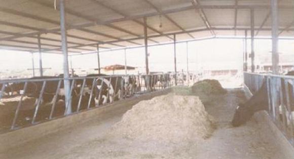 PASILLO ALIMENTADOR PARA TODO TIPO DE GANADO YA SEA PRODUCCION DE LECHE O GANADO DE ENGORDA
