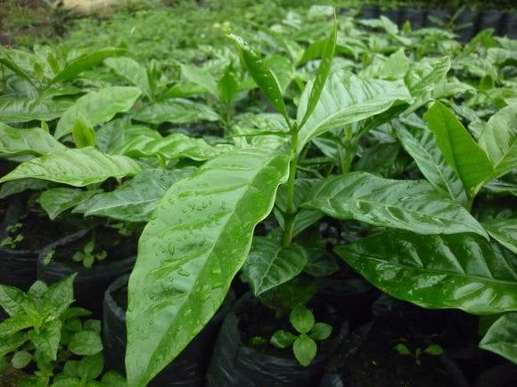 vivero de cinco meses