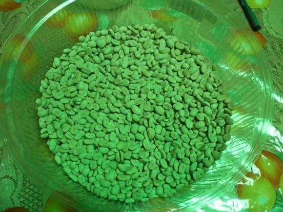 selección de semilla de cafe.