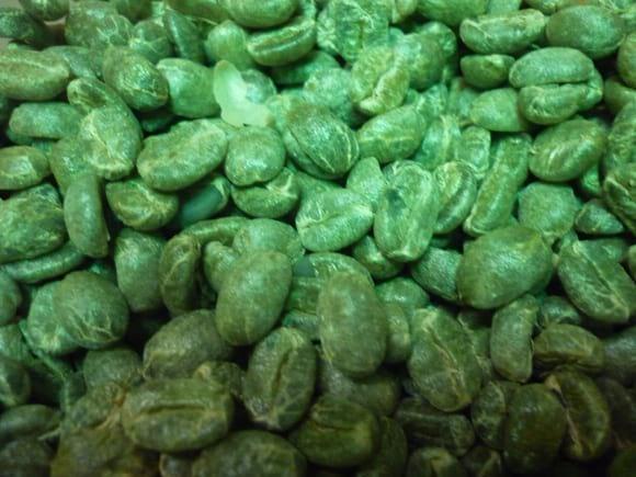 semilla lista para proceso de pregerminado.