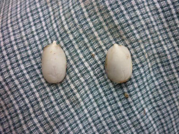 pregerminado de semilla ,listo para la siembra.