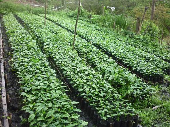 vivero en  periodo de adaptación al sol.