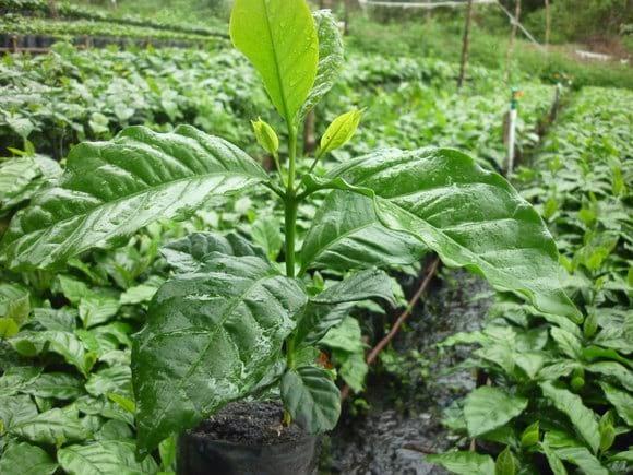 planta de cafe en estado de primera cruz.