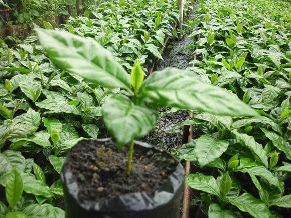 la fertilización  es fundamental en la calidad del vivero.