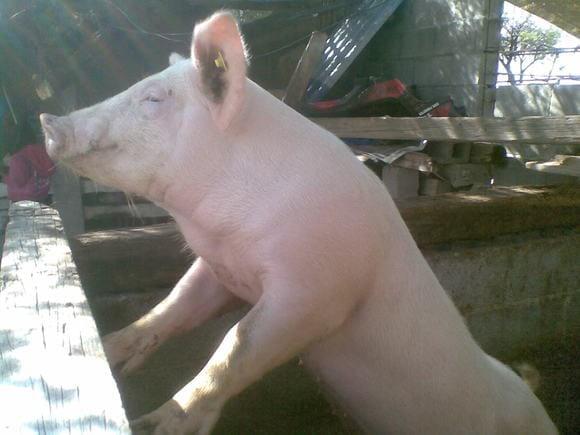 mi muchachito