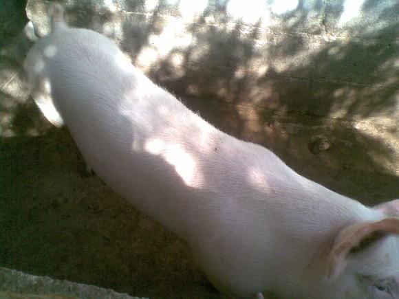 mi muchachito