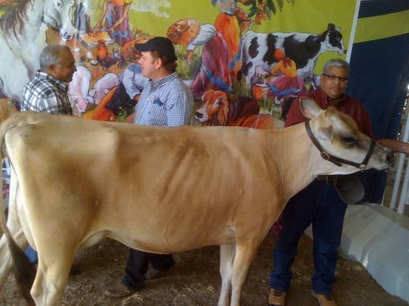 gran campeona 2012