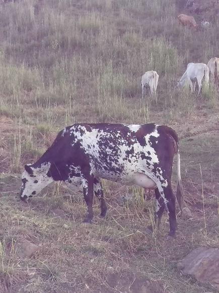 SEMOVIENTE BOVINO HEMBRA