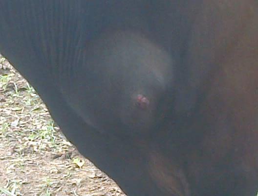TERNERA CON BOLA EN EL CUELLO