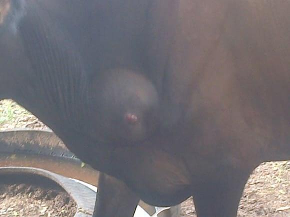 ternera con bola en el cuello