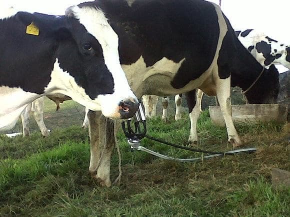 holstein