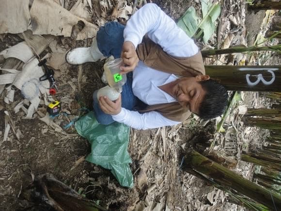 REALIZANDO ENSAYOS BANANO