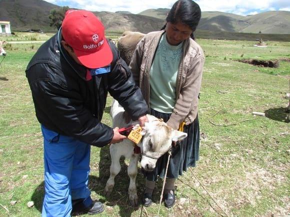 Registro de Crías nacidas x inseminación artificial