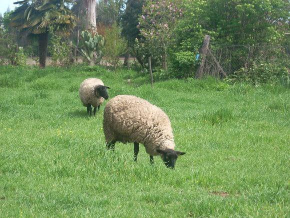 DIA DE CAMPO