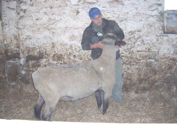 CARNERO