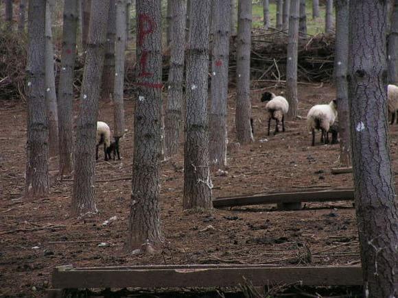 OVEJAS EN EL BOSQUE
