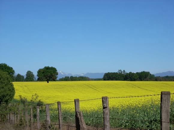 PAISAJE RAPS
