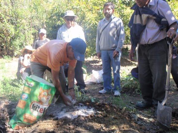 agragando ceniza para neutralizar pH