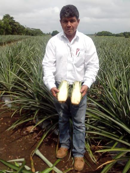 MUESTREO DE MERISTEMOS
