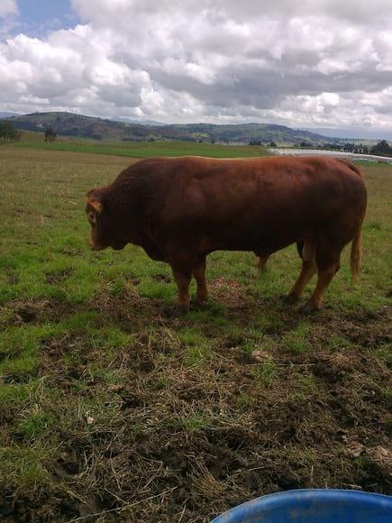 Toro Limousin