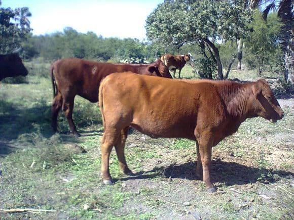 BEEFMASTER X BRANGUS