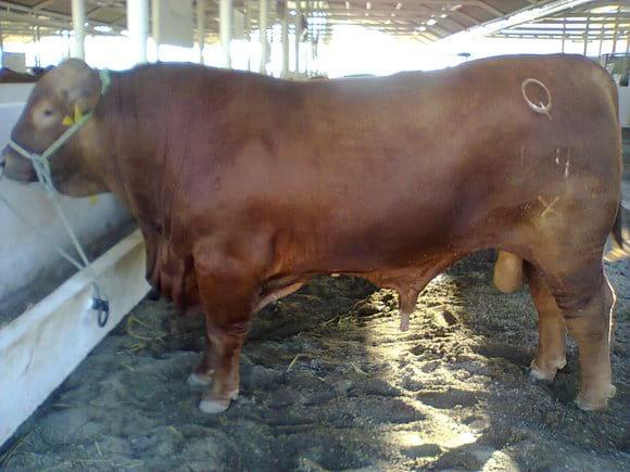 toro semental brangus rojo del MVZ Sergio Garza en Tamaulipas México, rancho Santa Cecilia