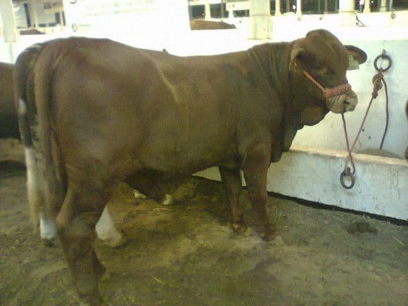 Toro BEEFMASTER de 16 meses del programa "mejoramiento genetico" en Tamaulipas México Rancho "Faja de Oro" del Ing. Ramon Sanchez Garcia