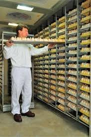 Colocación de huevos en la incubadora