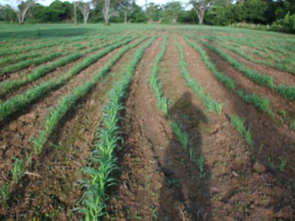 siembra de sorgo