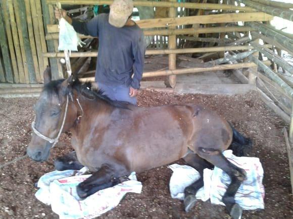 Paciente equino con signos de ataxia de MP