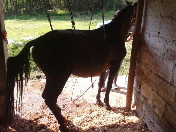 Síndrome de cauda equina