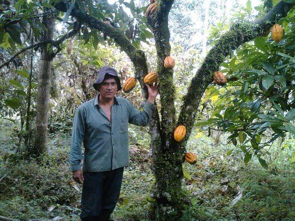 Arbol de cacao fino de aroma