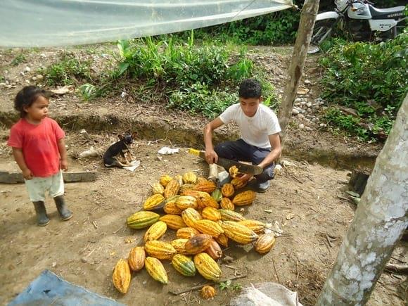 Cosecha de cacao para utilizar la semilla en vivero