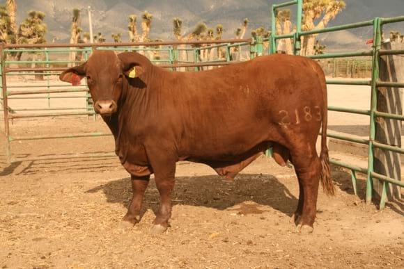 beefmaster 16 meses ganadería chacmol grupo calidad beefmaster en tamaulipas, méxico