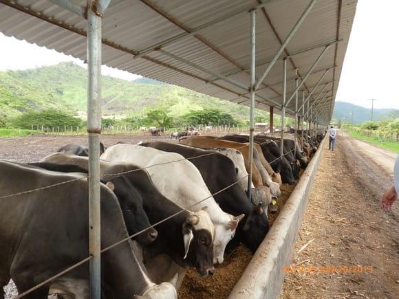 Feedlot