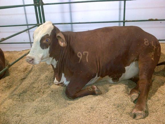 HEREFORD