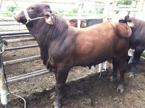 Beefmaster de 12 meses en el rancho "Faja de oro" del Ing.Ramón Sanchez, Tamaulipas, Mx.