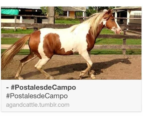 pota pinta para la venta