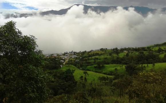 Lecheria a una altitud de 1700