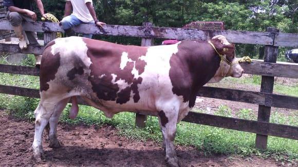 raza simmental