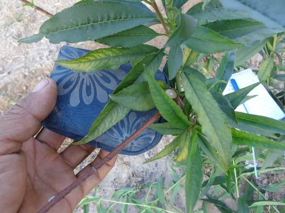 plantin de duraznero infectado