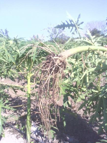 Enraizado con SOIL REMEDIATION (coctel de bacterias)