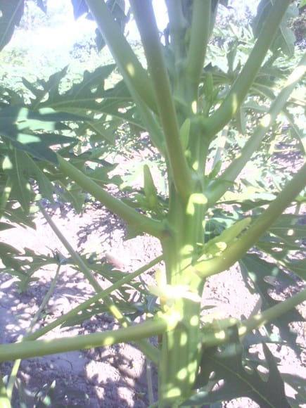 Floracion de papaya, tratada con SOIL REMEDIATION.