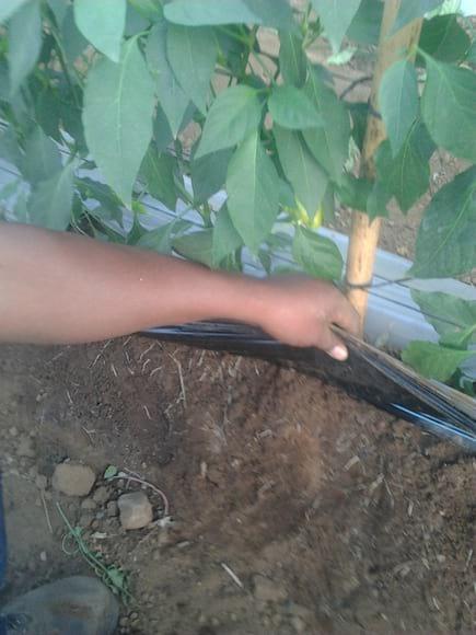 Promoción del enraizamiento con Soil Remediation , en el cultivo de chile de agua