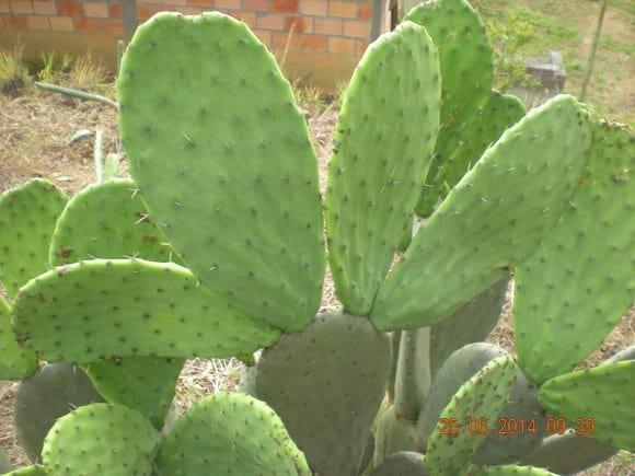 Cultivo de Nopal en la Finca "SOL DE ORIENTE" en Curití, Santander, Colombia.