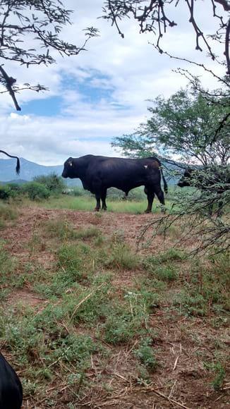 semental brangus Oso Negro