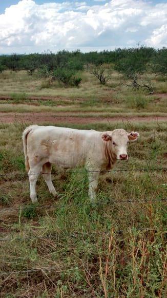 becerra charolais