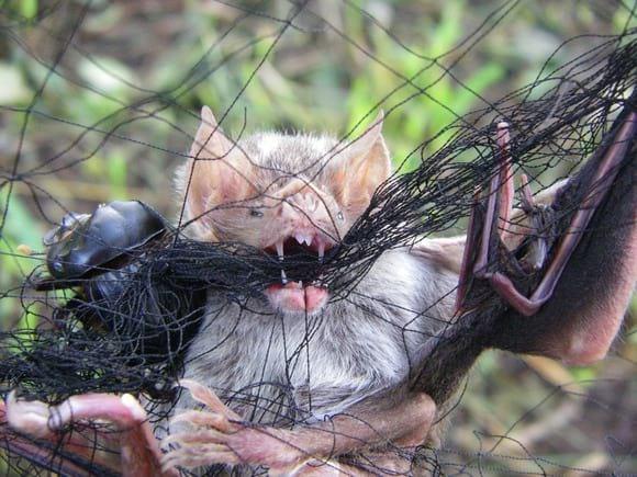 Vampiro capturado